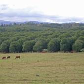 Lismore Area