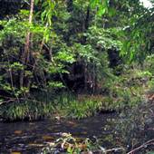 Promised Land Rainforest