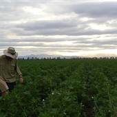 Wheat Crops - North West NSW