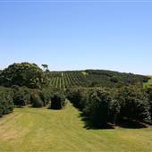 Zentveld's Coffee Plantation
