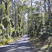 Pebbly Beach Road - Murramarang National Park