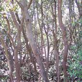Jannali Reserve Wetlands