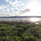 Lake Illawarra North-Purry Burry Avenue
