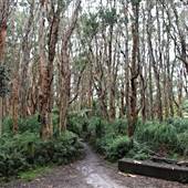 Centennial Park - Lachlan Swamp