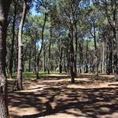 Centennial Park - Pine Grove