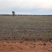 Fields near Ardlethan