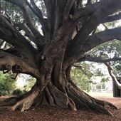 Mick Ryan Park - Big Fig Tree