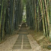Crystal Castle - Bamboo Avenue