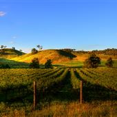 Mudgee Area Vineyards