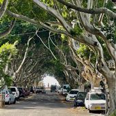 Bronte Streets