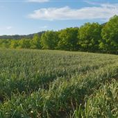 Bellbowra Farm
