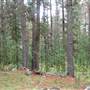 Armidale Pine Forest