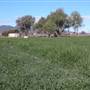 Barley Crop