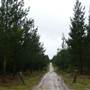 Belanglo State Forest