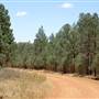 Back Yamma State Forest