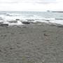 Black Sand Beach, Bass Point Reserve & Shell Cove