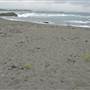 Black Sand Beach, Bass Point Reserve & Shell Cove