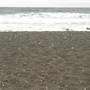 Black Sand Beach, Bass Point Reserve & Shell Cove