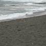 Black Sand Beach, Bass Point Reserve & Shell Cove
