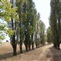 Blayney Area