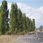 Blayney Area