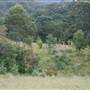 Bluebell Wood - Tilba Tilba