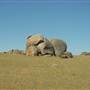 Dalgety/Cooma