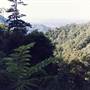Dangar Falls and Cascades near Dorrigo