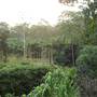 Bamboo Wholesale