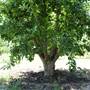 Daydawn Orchard