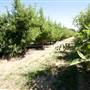 Daydawn Orchard