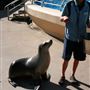 Dolphin Marine Magic