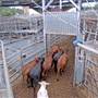 Dubbo Saleyards
