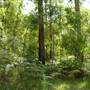 Lane Cove National Park