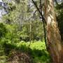 Lane Cove National Park