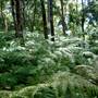 Ellenborough Falls