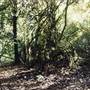 Barrington Tops National Park