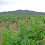 Broke vineyards