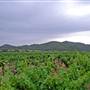 Broke vineyards