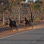 Broken Hill Area (Inc. Silverton)