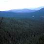 Buccleuch Radiata Pine Plantations - Tumut State Forest