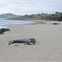 Cabarita Beach (Bogangar)
