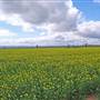 Canola Field