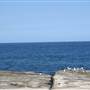 Clovelly Bay