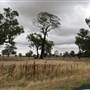 Collingullie