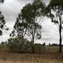 Collingullie