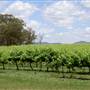 Craigmoor Winery