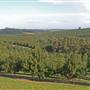Crops near Ballina