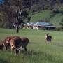 Crops/Farms - Central West