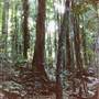 Crystal Shower Falls - Dorrigo National Park